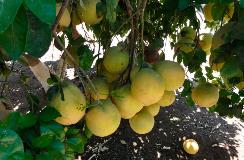 galeria-limon-de-pica-10