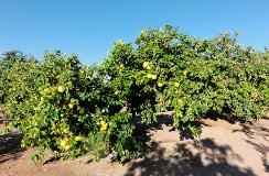 galeria-limon-de-pica-4