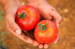 Tomate-1