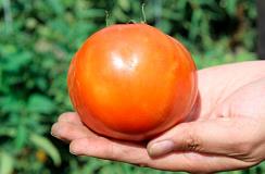 Tomate-2