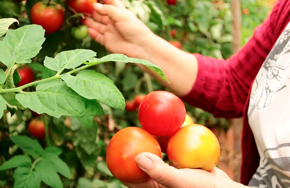 Tomate-limache